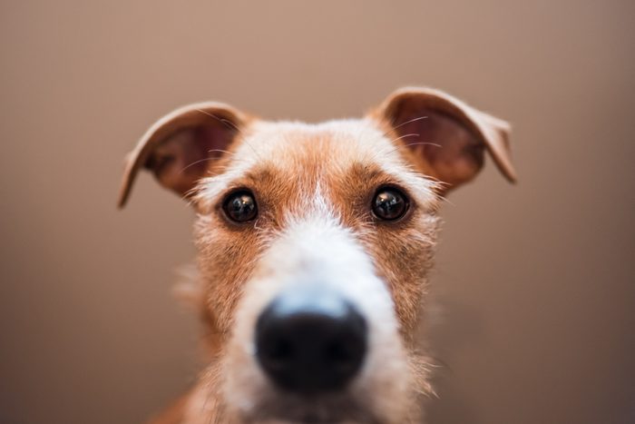 Close Up Portrait Of wire-haired Dog Against Brown Background