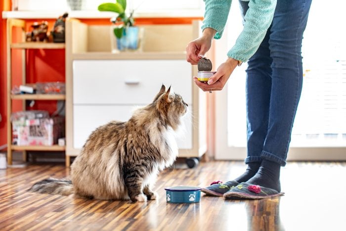 An adult woman feeds her Siberian cat with a food box