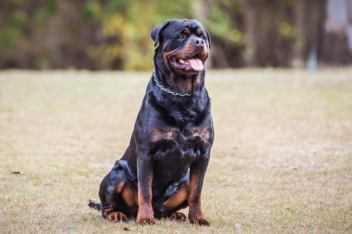 Rottweiler sitting outside with tongue out