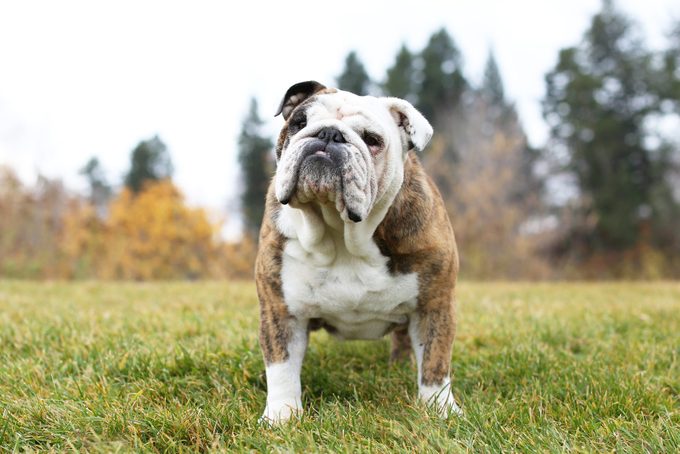 Portrait of bulldog standing on park grass