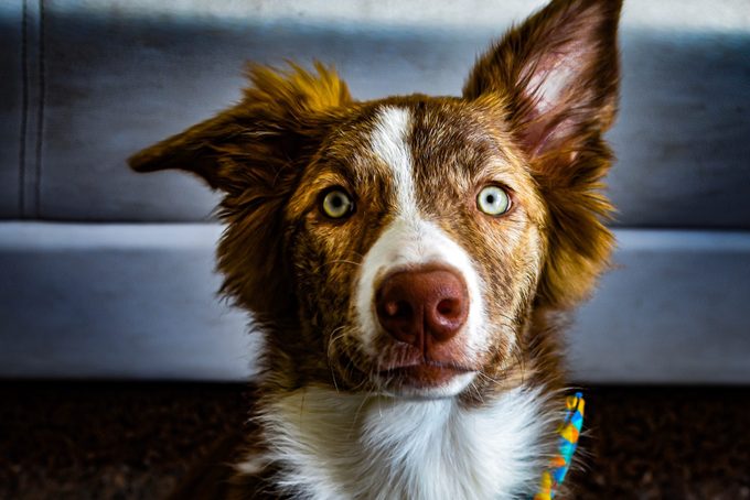 close up portrait of border collie dog at home