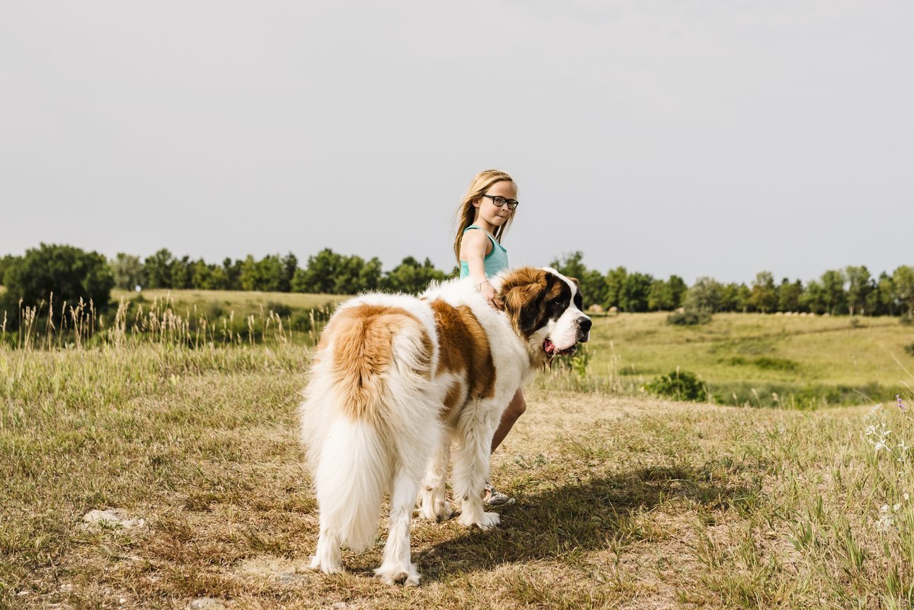 Little girl walks with big St. Bernard dog on prairie trail