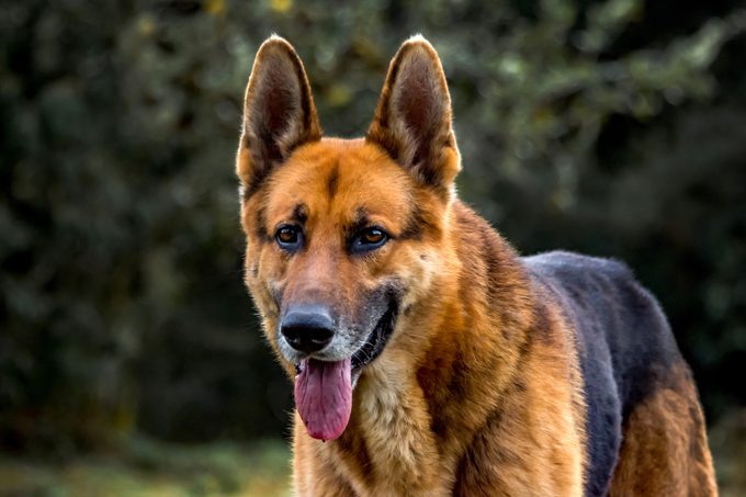 German Shepherd standing outside with tongue out