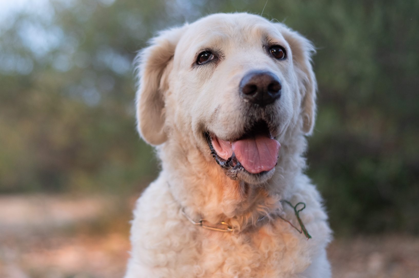 Portrait of a Kuvasz Dog