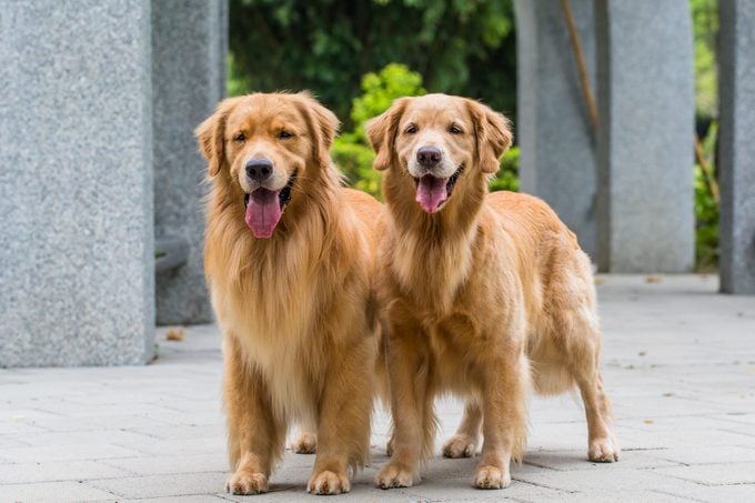 two golden retrievers standing together outside