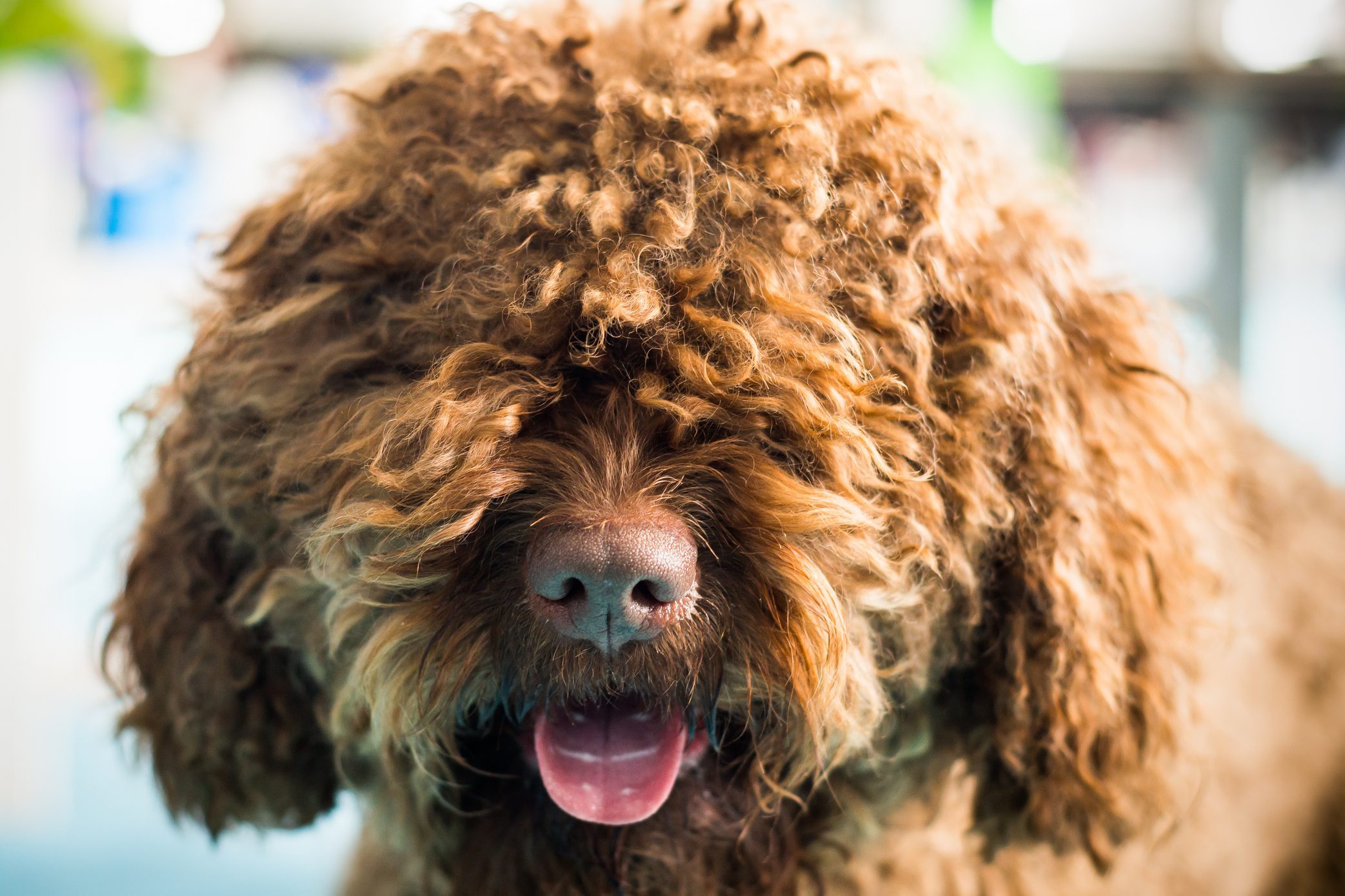 15 Curly Haired Dogs with Pictures | Reader's Digest