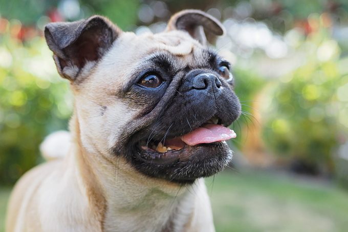 close up portrait of a pug dog