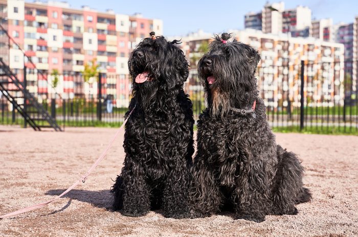 Two large curly Russian Black Terrier dogs sitting outdoors