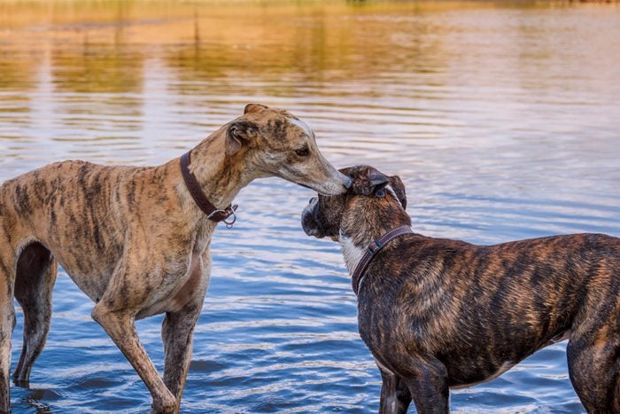 two brindle coat dogs playing in the water