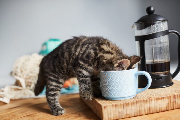 Kitten drinking from a cup