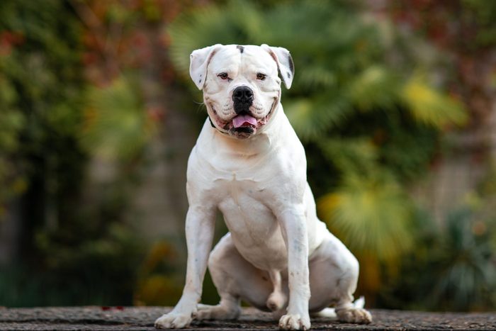 White american bulldog on a background of autumn park