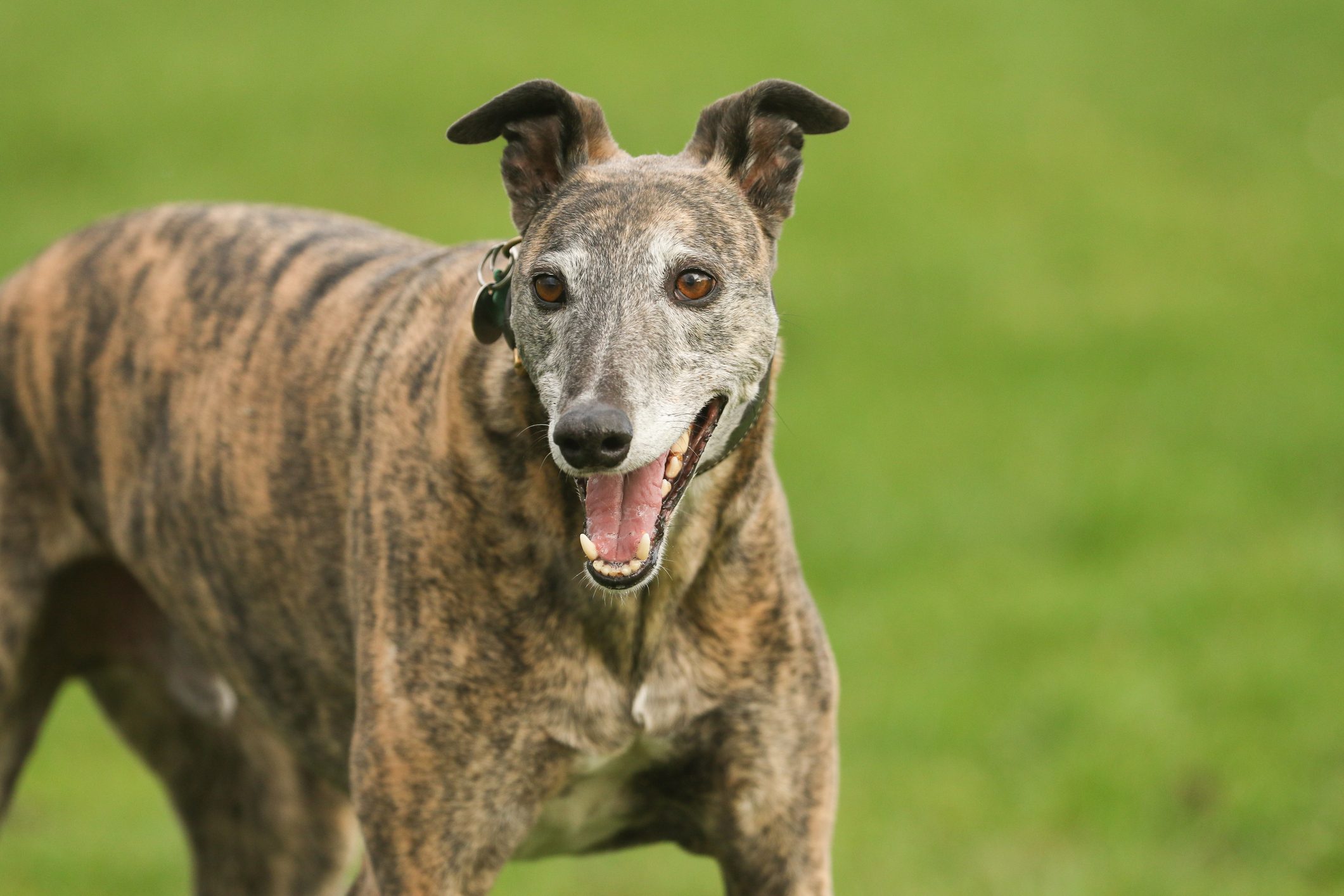 A magnificent brindle coloured Greyhound, canis lupus familiaris, playing in a field.