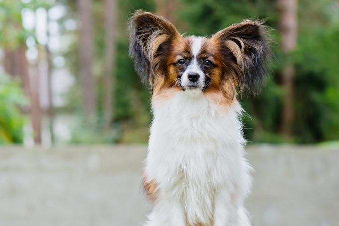 Portrait Of A Papillon Purebreed Dog With Wall Behind