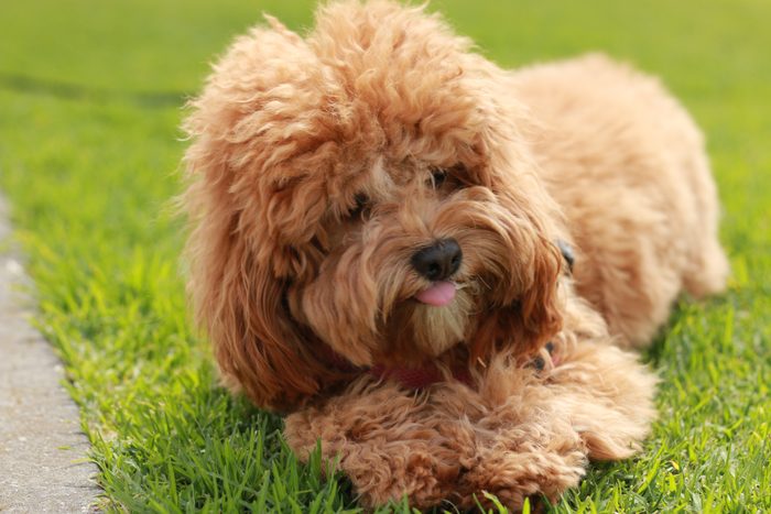 a caramel colored cavoodle breed puppy dog lying on the ground playing and chewing on a stick in a park