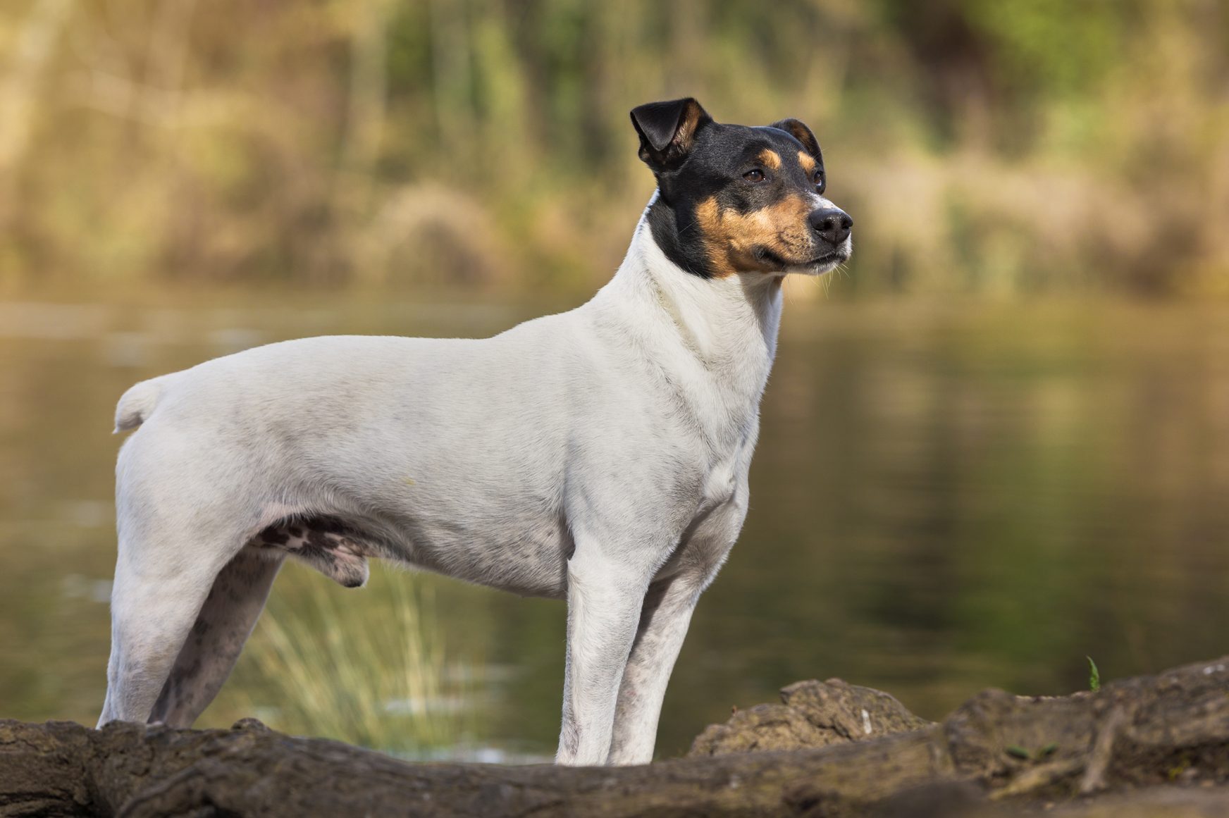 japanese terrier dog standing by the water