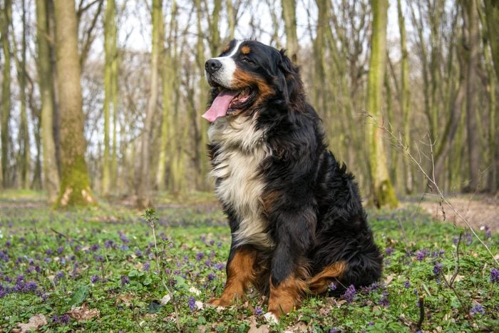 bernese mountain dog sitting in the woods