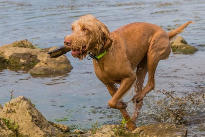 Wirehaired Vizsla dog running on water and stones from a river with a piece of wood in its snout