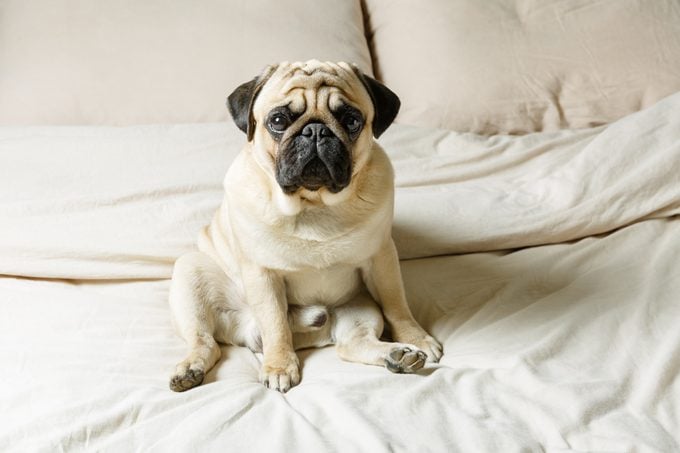 A cute beige pug dog sitting on a bed with light bedding and is looking sadly at the camera