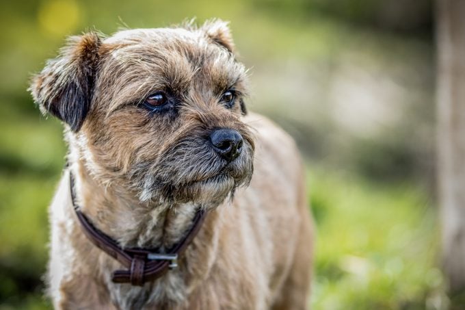 Close up of border terrier