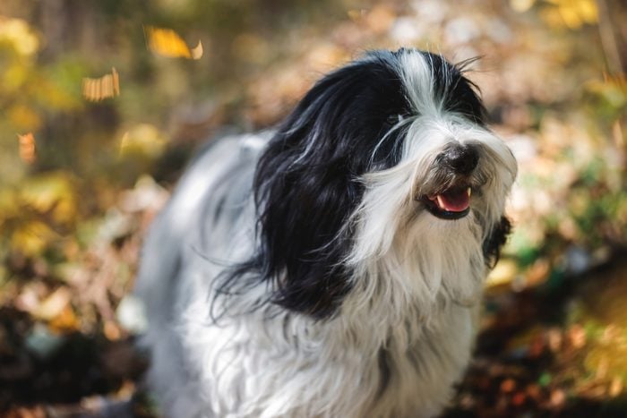Chinese Tibetan terrier dog standing in the forest with a bunch of fallen leaves surrounding him
