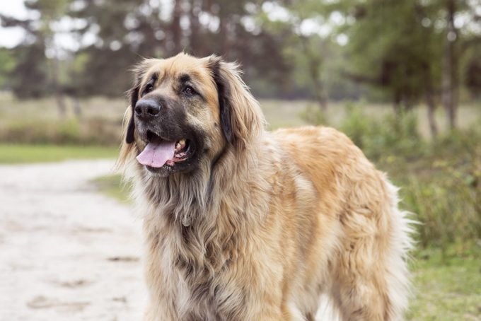 german leonberger standing on a trail in the woods