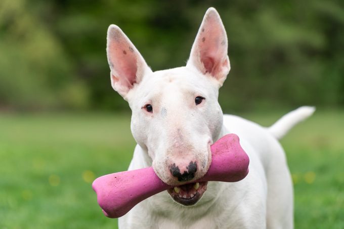 white bull terrier dog portrait
