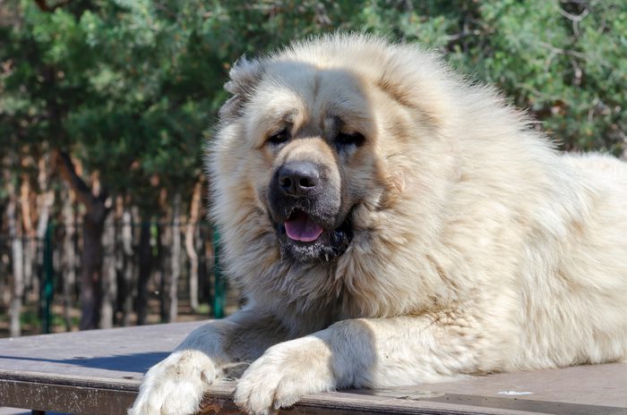 Portrait of a Caucasian Shepherd or North Caucasian Wolfhound.