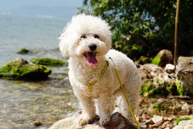 Smiling bichon frise dog near a lake