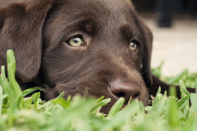 Beautiful labrador retriever puppy with stunning green eyes