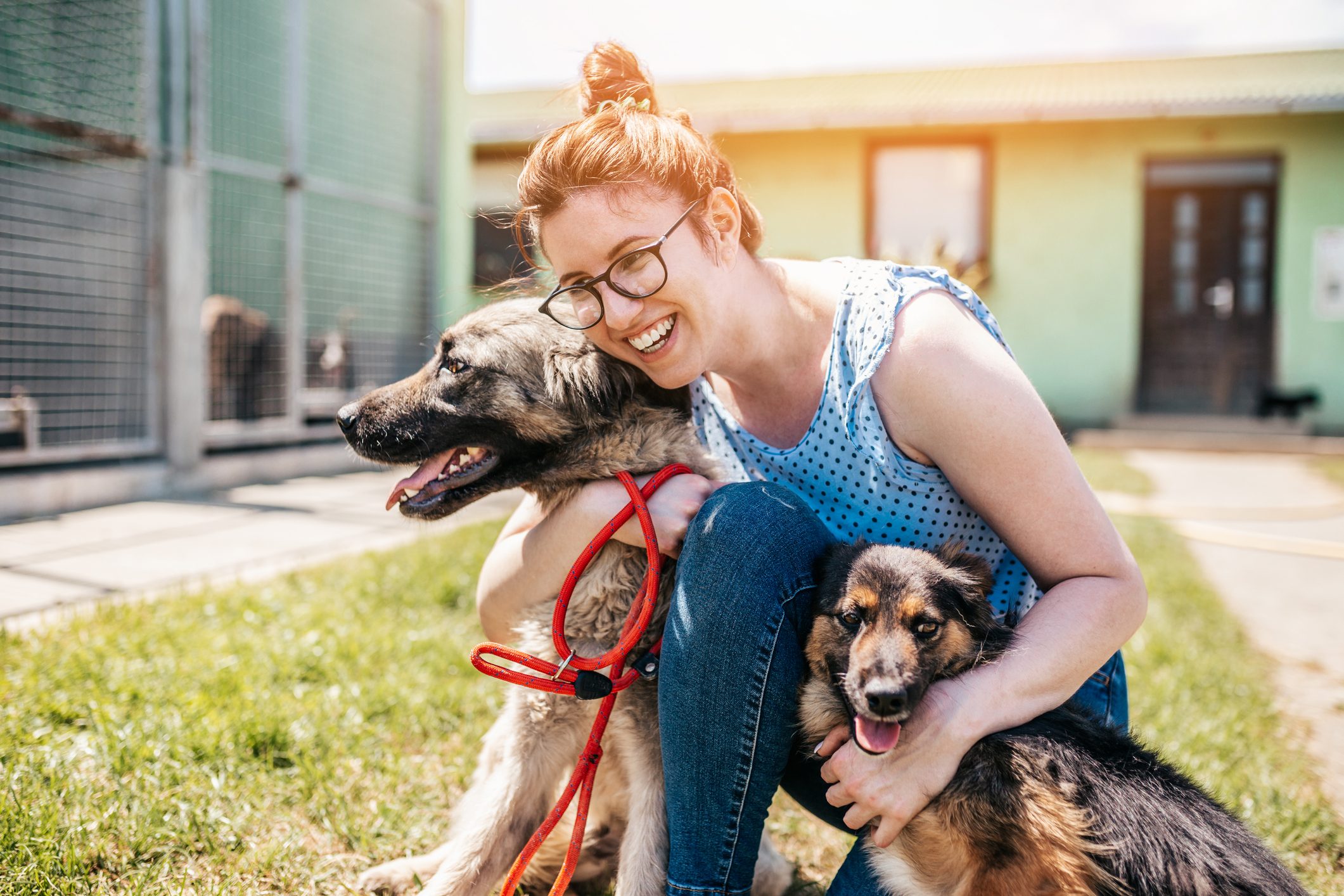 Young adult woman working and playing with mixed breed dogs in animal shelter