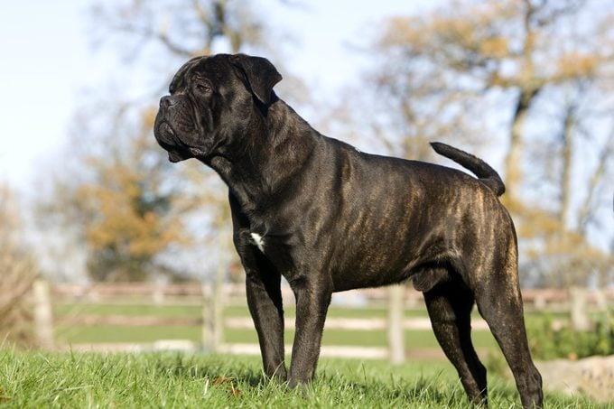 cane corso dog with brindle coat standing outsiee