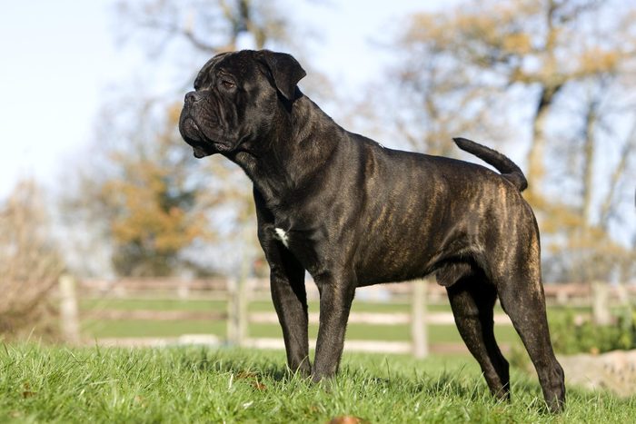 Cane Corso, a Dog Breed from Italy, Male standing on Grass