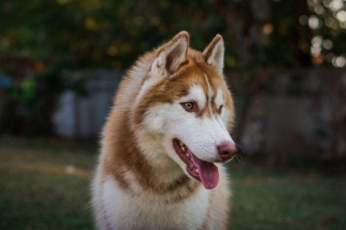 Portrait Of Siberian Husky.brown Siberian Husky On Nature In The Autumn Park On A Background.