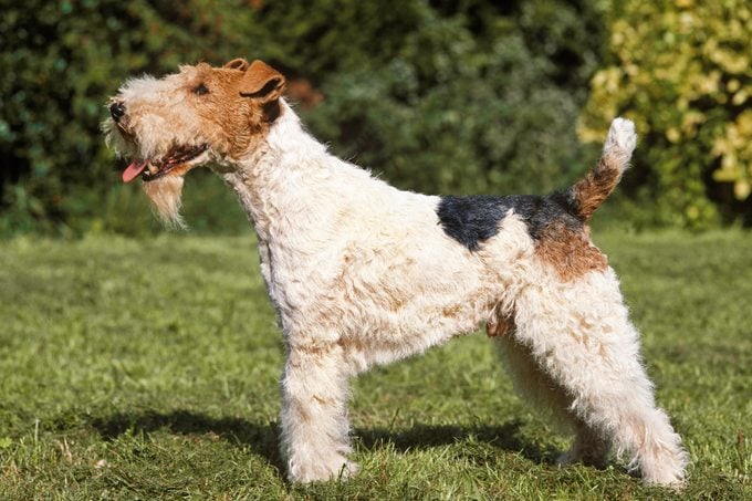 Wire-Haired Fox Terrier standing on Lawn