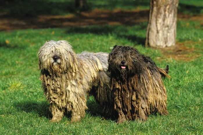 two Bergamasco Sheepdog or Bergamese Shepherd standing on green grass