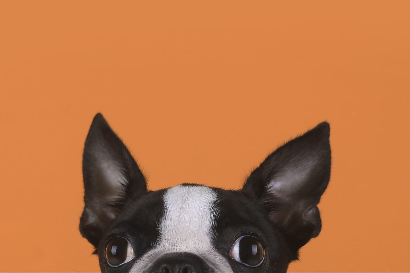 20 perros de orejas puntiagudas que se paran (con fotos)