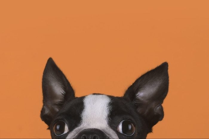 Portrait Of Boston Terrier Puppy In Front Of Orange Background