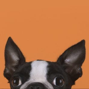 Portrait Of Boston Terrier Puppy In Front Of Orange Background
