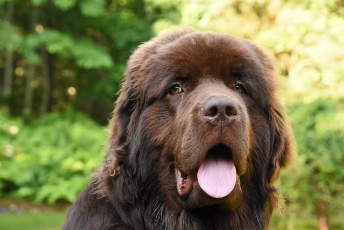 16 Long-Haired Dogs With Gorgeous Locks — Small And Large Breeds With  Pictures