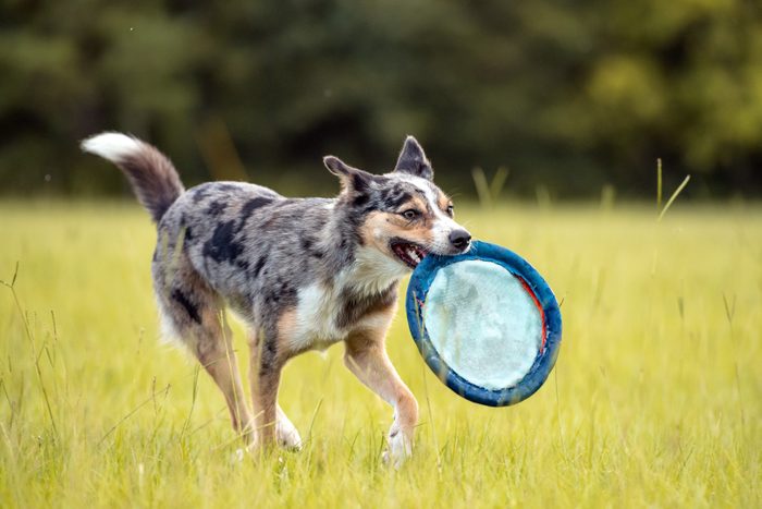 Australian Koolie dog Running in a field with a disc