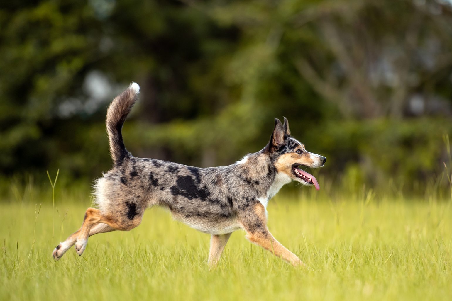 Australian Koolie dog Running and playing in a green open field