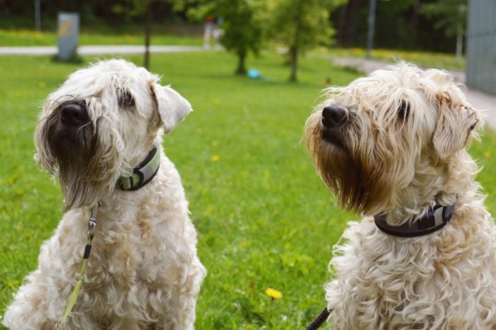 two soft-coated wheaten terriers playing outside