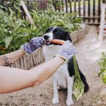 The Fruits and Vegetables Dogs Can (and Can’t) Eat