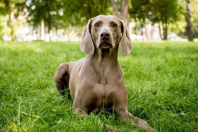Portrait of german weimaraner dog breed at the park.