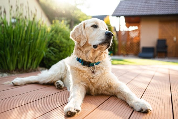 golden retriever dog lying on patio outdoors in front or back yard.