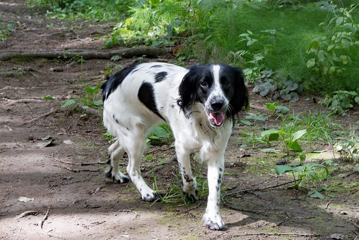 black and white russian spaniel in the woods