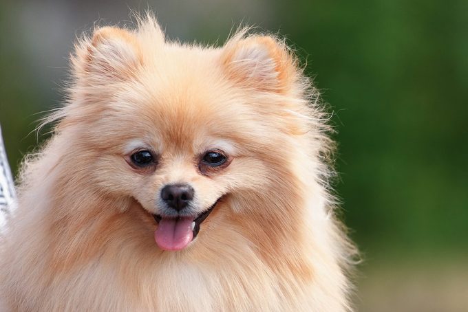 Portrait of german pomeranian dog