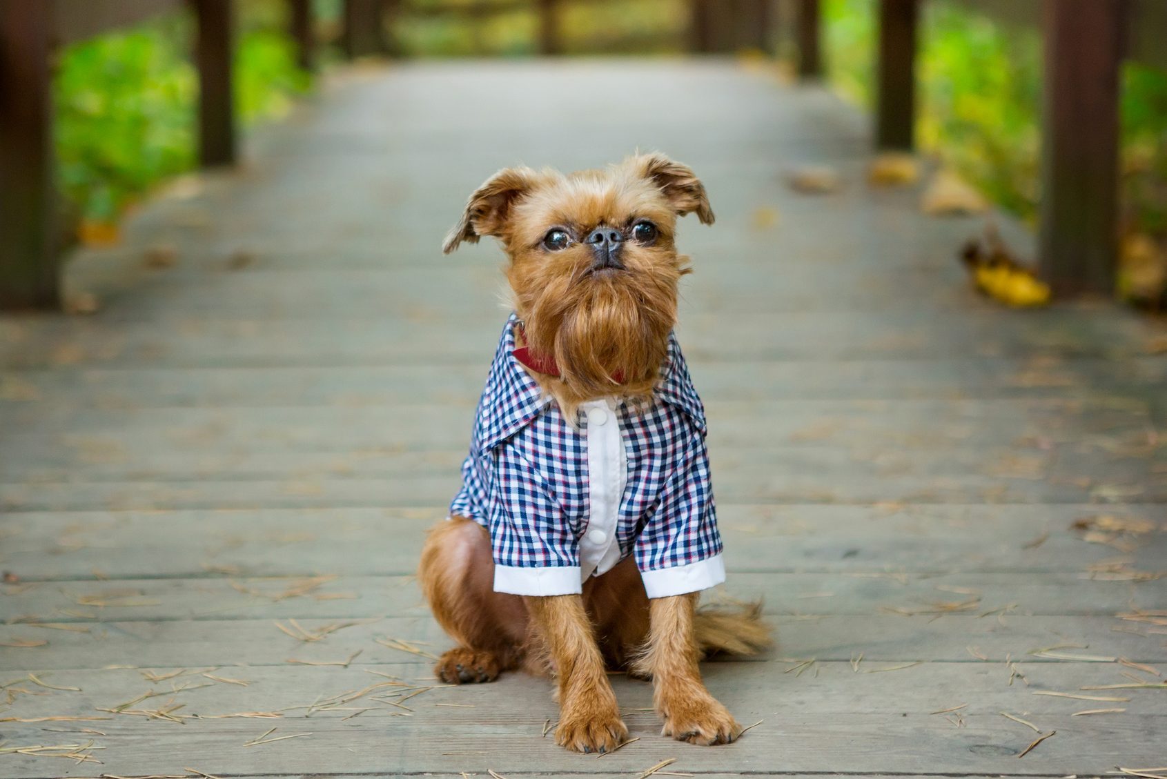8 Adorable Dogs with Beards — Dogs With Mustaches | Reader's Digest