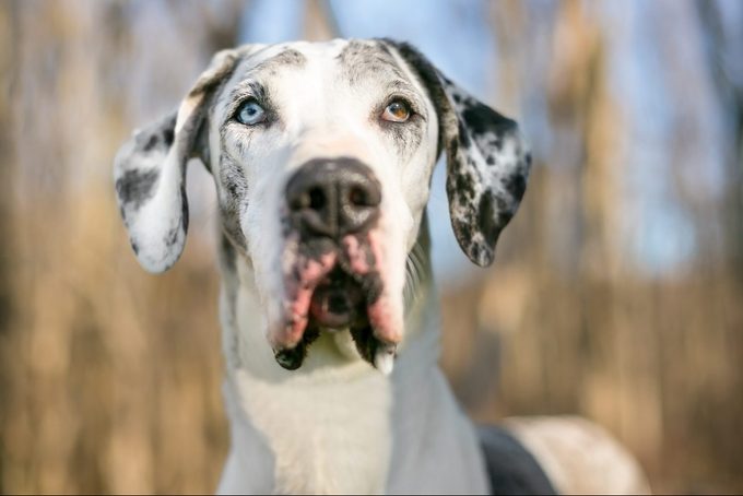 A Harlequin Great Dane dog with heterochromia in its eyes