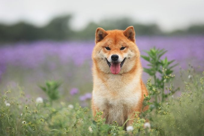 Gorgeous and happy red shiba inu dog sitting in a flower field